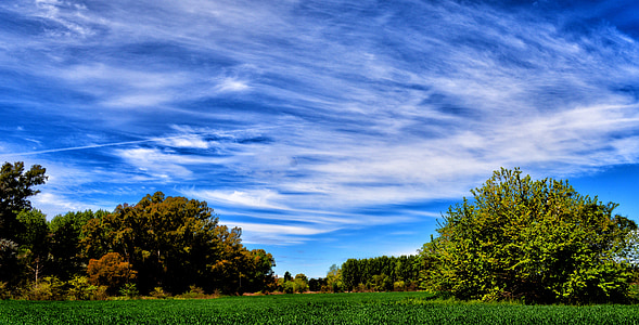 field, landscape, wheat, nature, sky