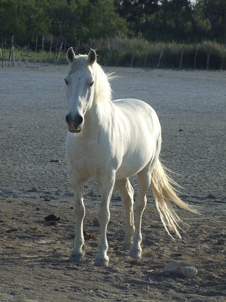 Pferd, Camargue, Frankreich