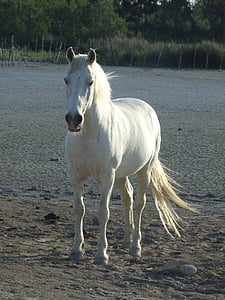 Koń, Camargue, Francja