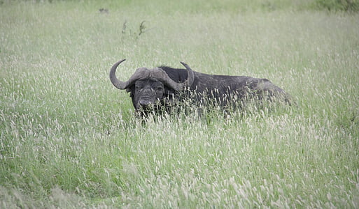Bull, l’Afrique, sauvage, nature, vert, animal, faune