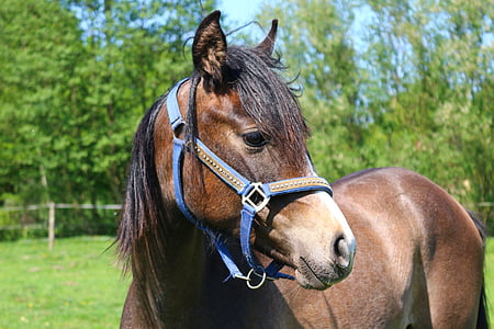 horse, horse head, brown mold, pferdeportrait, thoroughbred arabian, foal, pasture