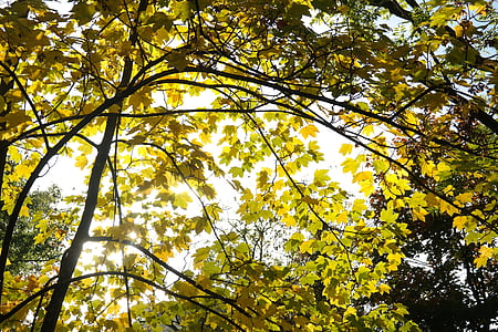 træ, blade, efterår, ahorn, grene, farve, gul