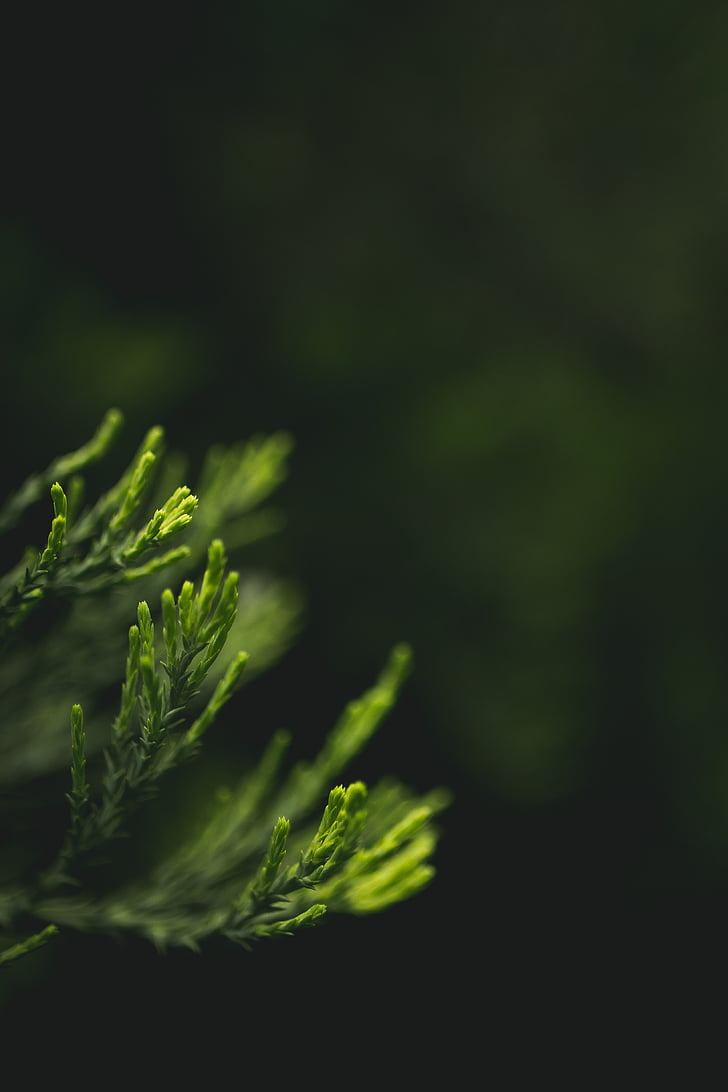 blurry, close-up, leaves, macro