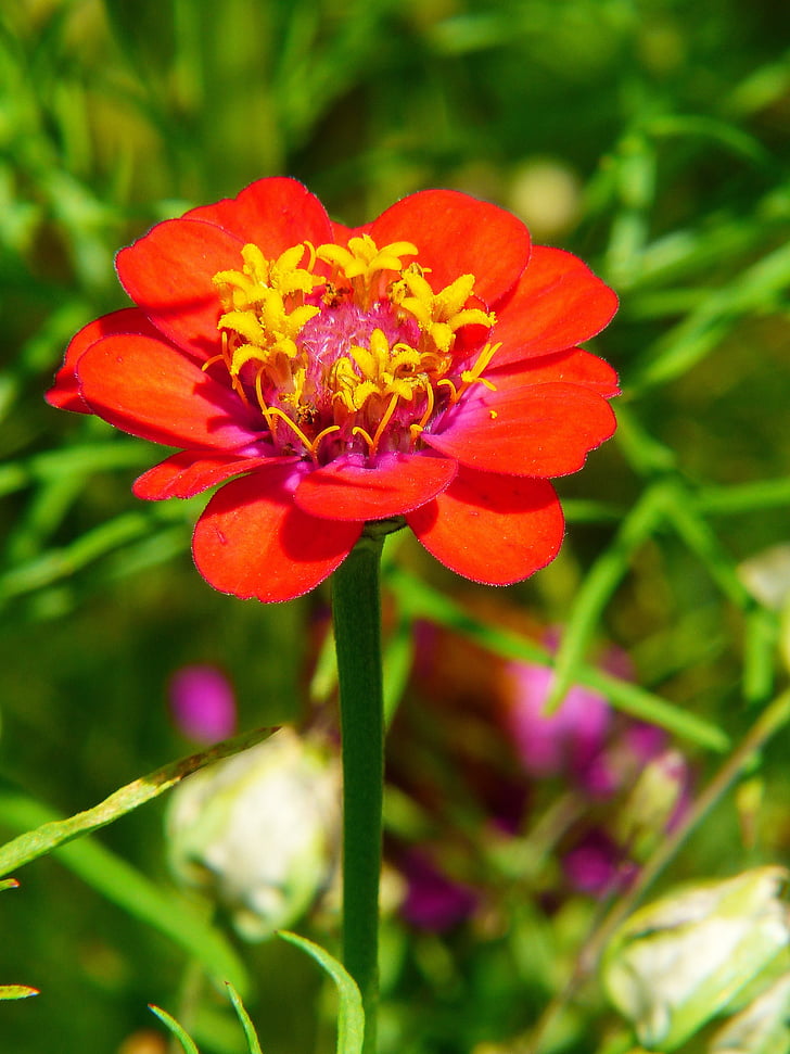 Zinnia, rød, flower meadow, sommerblomst, kompositter, farverige, rød orange