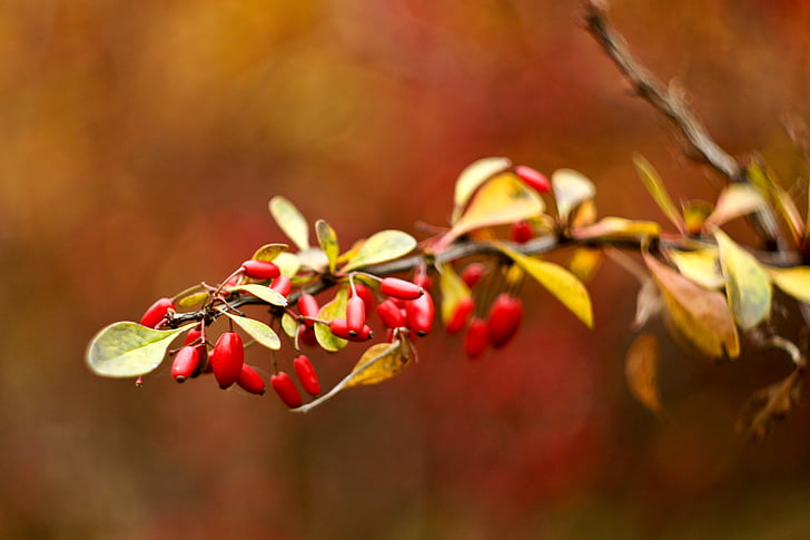 autumn, foliage, branch, briar