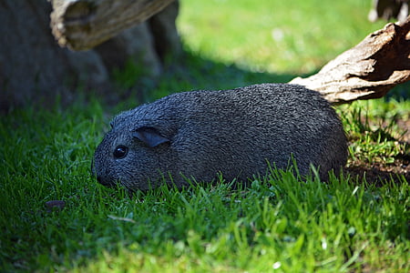 guinea pig, young animal, smooth hair, black and white agouti, silver, wild life, nature