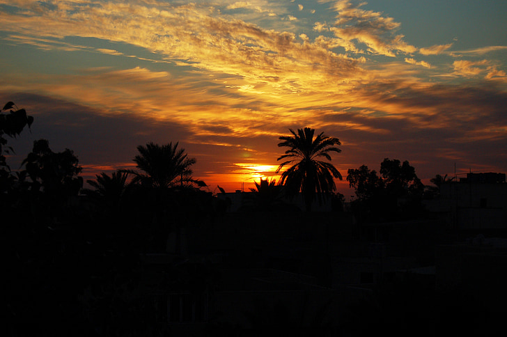 sunset, palm trees, skyline, silhouettes