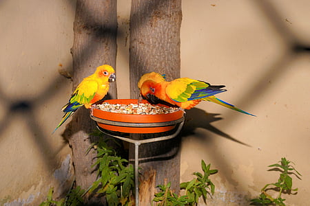 birds, parrots, feeding, colorful, beautiful, color, plumage