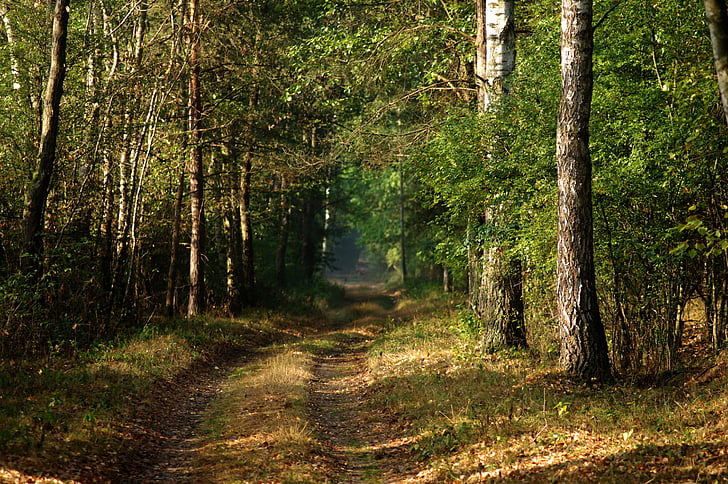 Wald, Natur, Art und Weise, Morgen, Baum, Laub, Herbst
