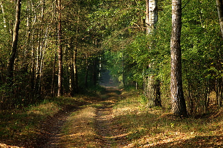 erdő, természet, út, reggel, fa, lombozat, ősz