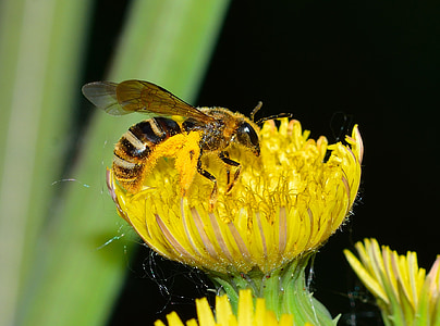 insectes, himenòpters, Andrena, Vespa, insecte, natura, abella
