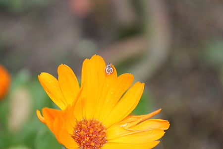 flower, leech, landscape, yellow, orange, focus, air