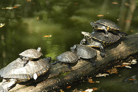 Kroatien, Schildkröten-park, Schildkröten