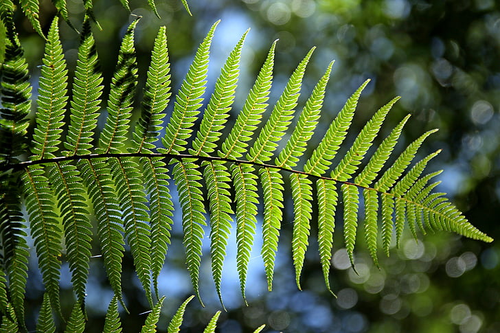 green, fern, leaf, natural, day, green color, no people