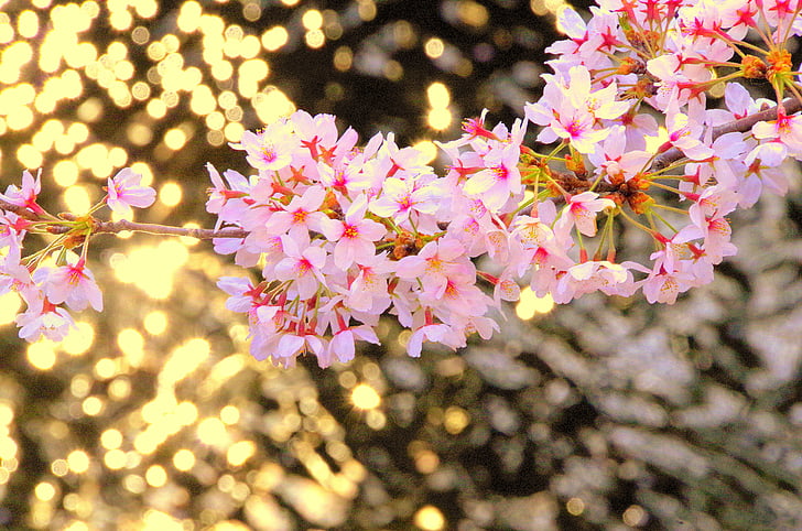 Cherry, Japan, bloemen, lente, roze, hout, schattig