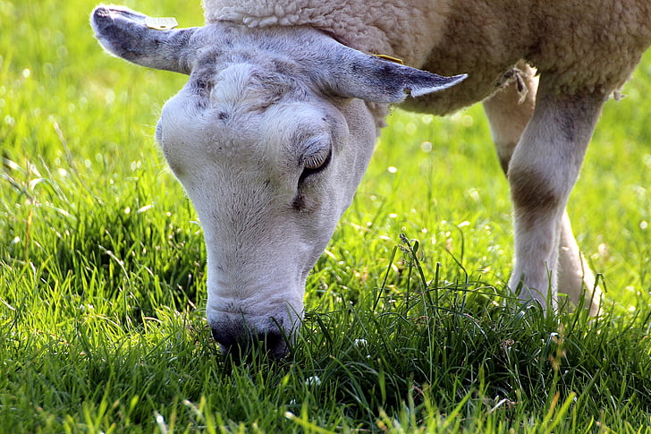 羊, 陽気です, 幸せです, かわいい, 家畜の羊, 動物, 哺乳動物