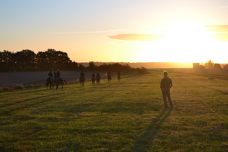 racehorses, con ngựa, đào tạo, buổi sáng, Lambourn, mặt trời mọc, tập thể dục