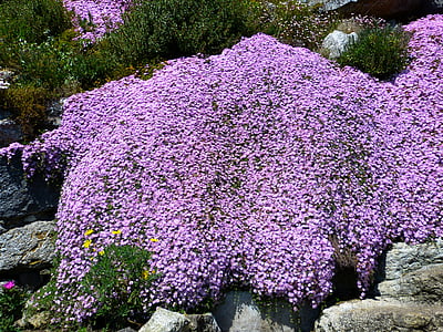 ice plant, lampranthus, pink, blossom, bloom, flowers, nature