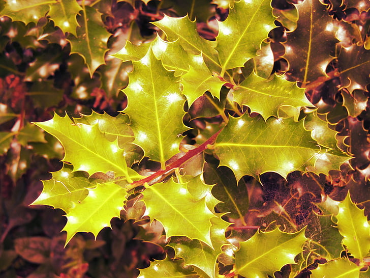 božič, Hulst, narave, listov, jeseni, ozadja, sezona