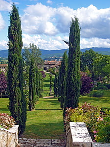 italy, tuscany, avenue, cypress