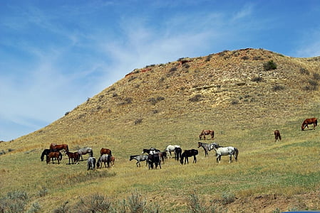 metssigade hobune, looduslike, kõndimine, Panorama, maastik, vahemik, karja
