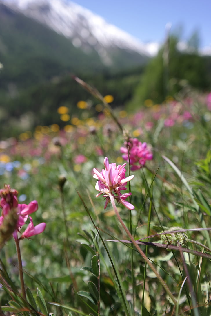 Alpine meadows, bunga, Gunung, musim semi, bunga, alam, Swiss