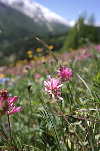 Alpine meadows, Hoa, núi, mùa xuân, Hoa, Thiên nhiên, Thuỵ Sỹ