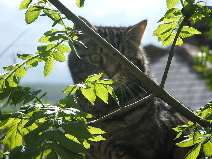 con mèo, Tomcat, Tabb, vật nuôi, trong nước, lá, cây