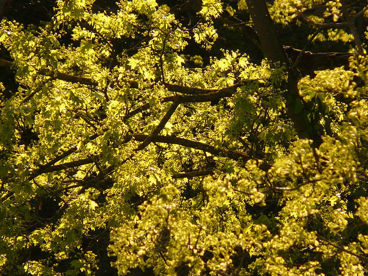 Maple blossom, Bloom, ahorn træ, træ, blade, tilbage lys, forår