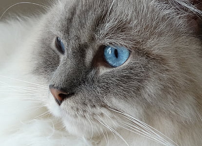 mačka, vzdialený prístup, Ragdoll, modrá, oči, tvár, mačka domáca