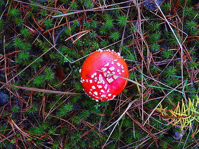 Les, Příroda, Fly agaric, červená, podzim, nálada, houby