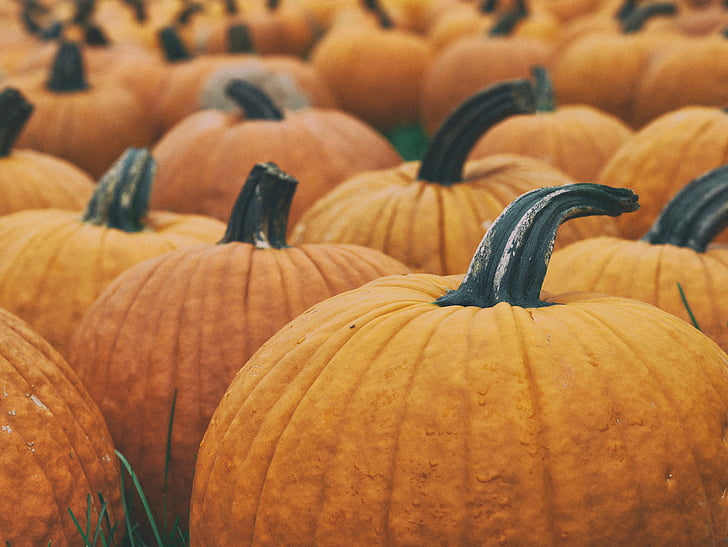 pumpkin, lot, autumn, halloween, orange, harvest, food and drink