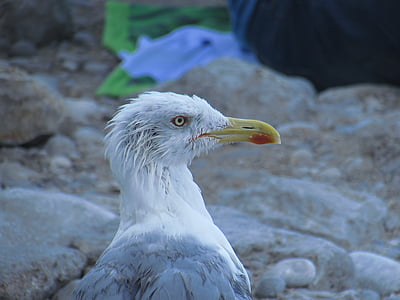 pájaro, Seagull, pico, Close-up, mar, Gaviota, animal