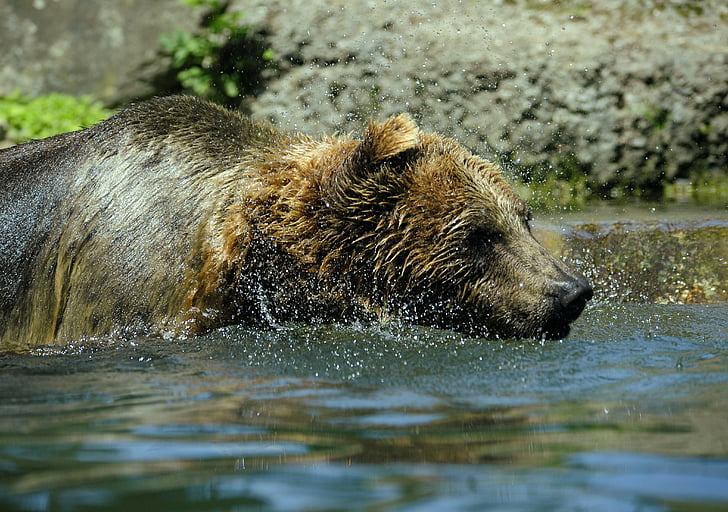 Niedźwiedź, Ursus arctos, wody, rozpryskiwania, wstrzyknąć, rozpryski wody, wielki