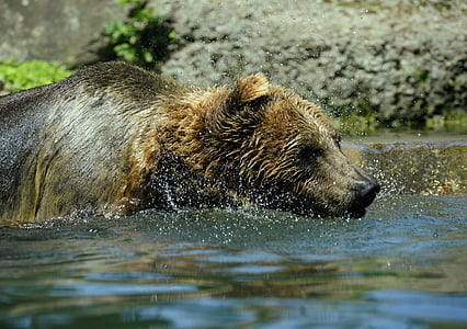 medveď, Ursus arctos, vody, striekajúcej, Vstreknite, postriekaniu vodou, veľký