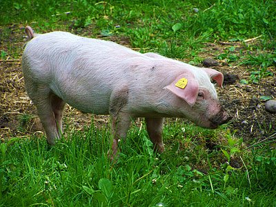작은 piglets, 동물의 혜택, 흰색 돼지
