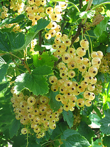 raisins de Corinthe, fruits, été, alimentaire, délicieux, jardin, moisson