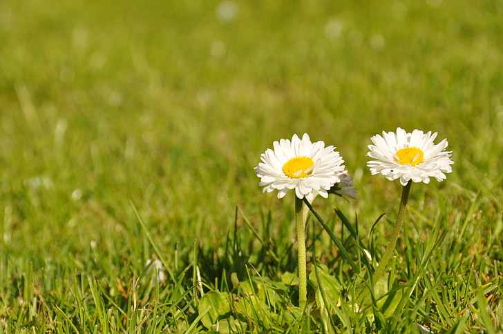 Gänseblümchen, Natur, Blumen, Abs., Grün, Grass