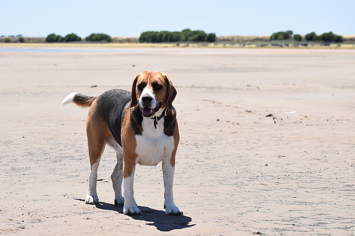 beagle, dog, canine, big beagle, alert, brown, white