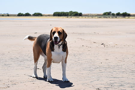 Beagle, chien, canine, gros beagle, alerte, brun, blanc