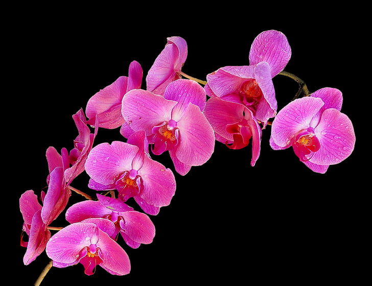 orhidejas, pušķis, ziedi, Orhideja, daba, kode orhideja, rozā krāsa