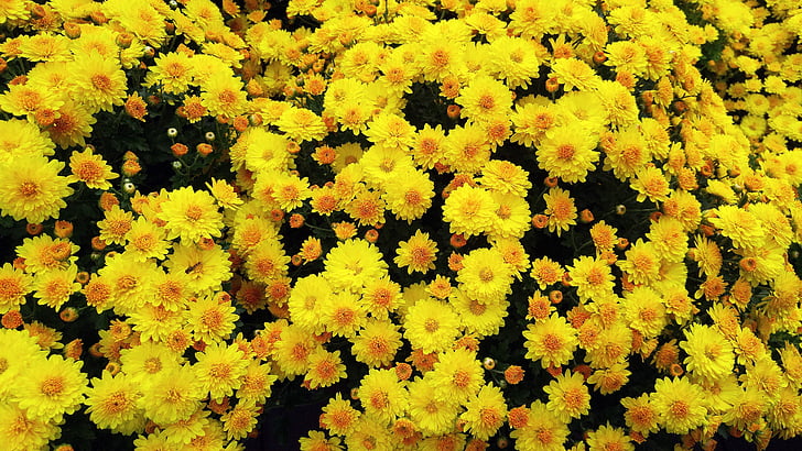 lilled, kollane lill, taimed, loodus, Tabitha, kevadel, kollased krüsanteemid