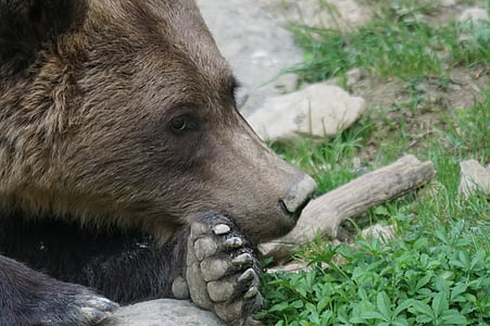 gấu nâu, gấu, động vật ăn thịt, không hoạt động, chán nản