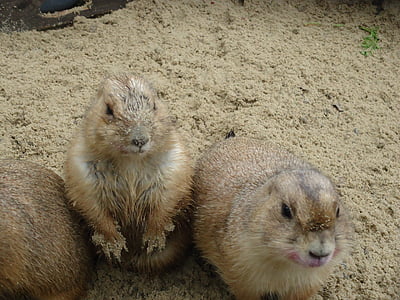prairie dogs, zoo, sand, small, animal, cute, rodent