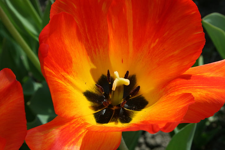 Tulipán oranžový, závod, jaro, Nizozemsko