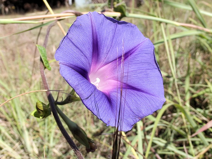 Ipomoea purpurea, lila, gemensamma morning glory, Ipomoea, Mexico, Centralamerika, hjärtformade blad