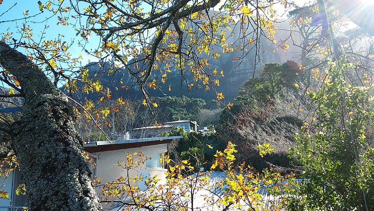 dům na stromě, Les, Kapské město, strom, Příroda, podzim, sezóny