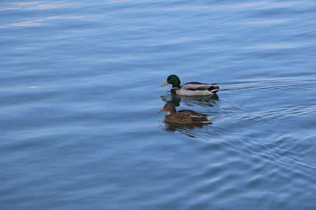 mallard duck, birds, duck, nature, mallard, river, by the river