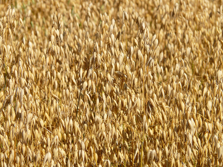 field, oats, oat field, arable, cereals, grain, cornfield
