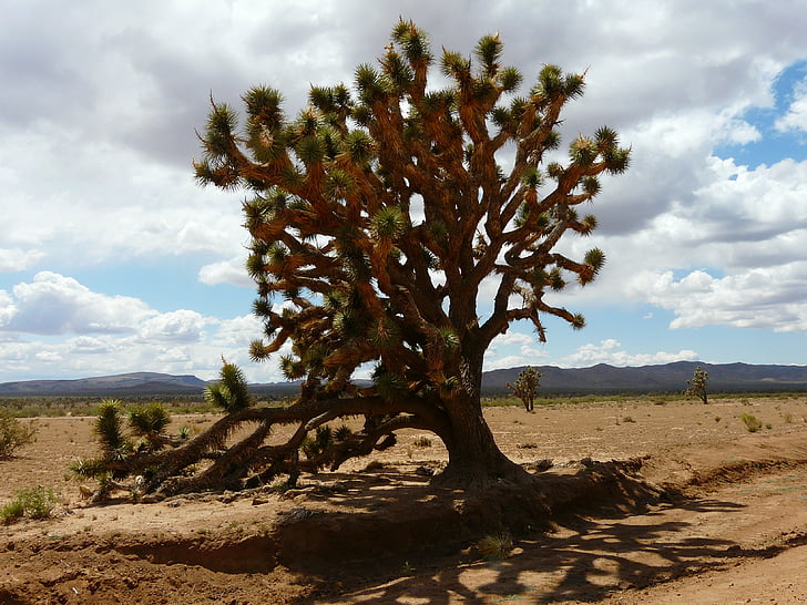 Drzewo Jozuego, josuabaum, Yucca, agavengewächs, Mojave desert, park narodowy Joshua tree, park narodowy